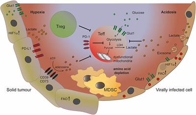 The Metabolic Profile of Tumor and Virally Infected Cells Shapes Their Microenvironment Counteracting T Cell Immunity